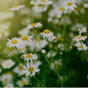 CHAMOMILE OIL