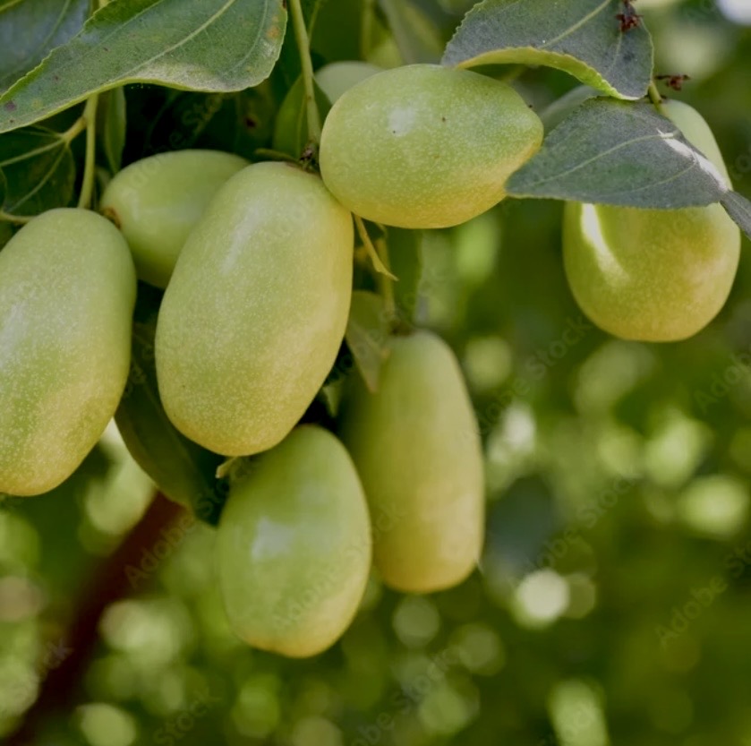 SQUALENE FACIAL OIL - Image 2